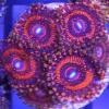 Red Zoanthids