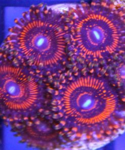 Red Zoanthids