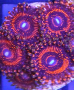 Red Zoanthids