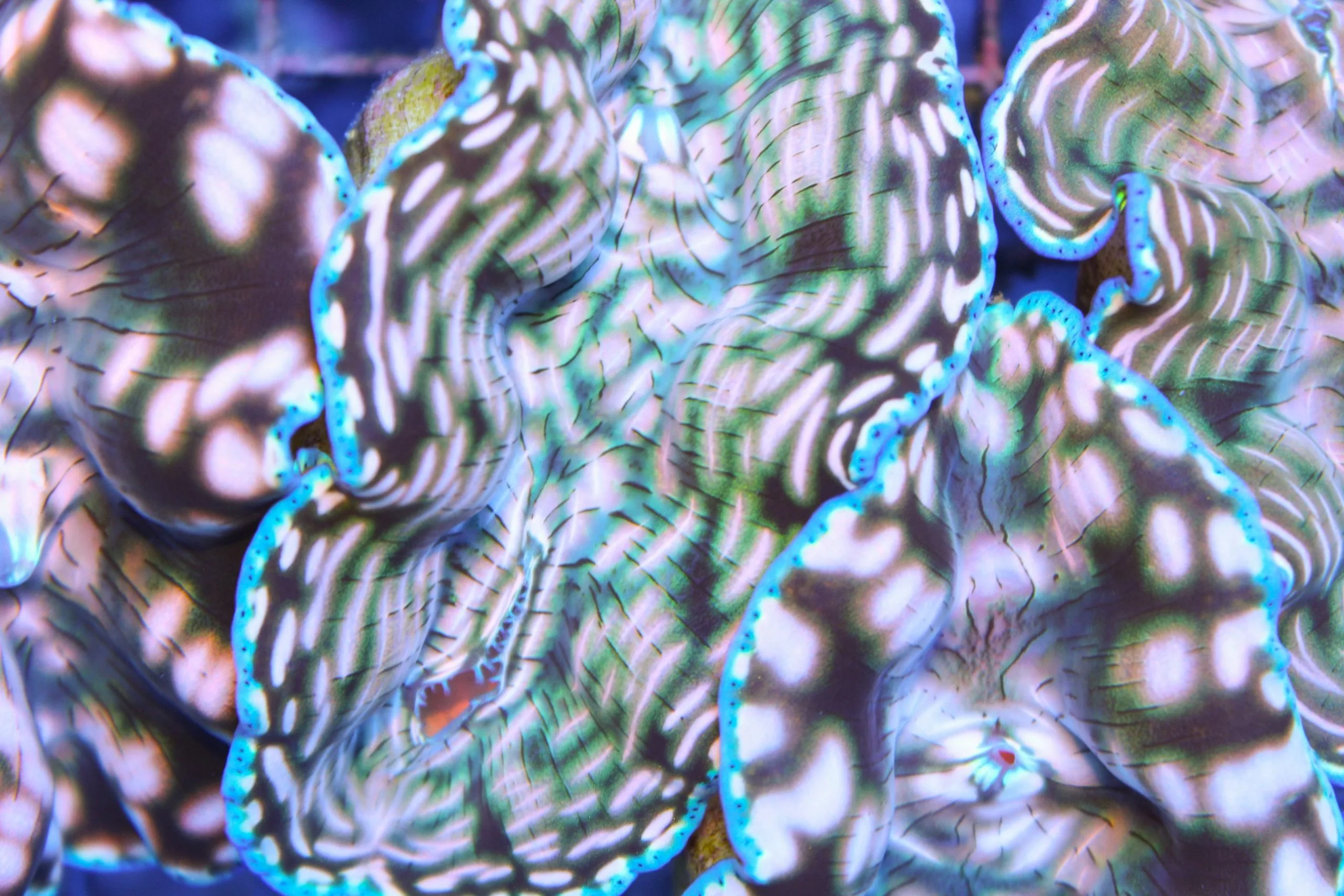 Derasa clam Derasa clam