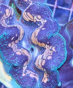 Crocea Clam