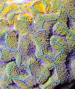 Yellow Florida Ricordea