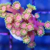 Rainbow Gonipora Frag