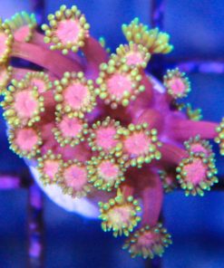 Rainbow Gonipora Frag