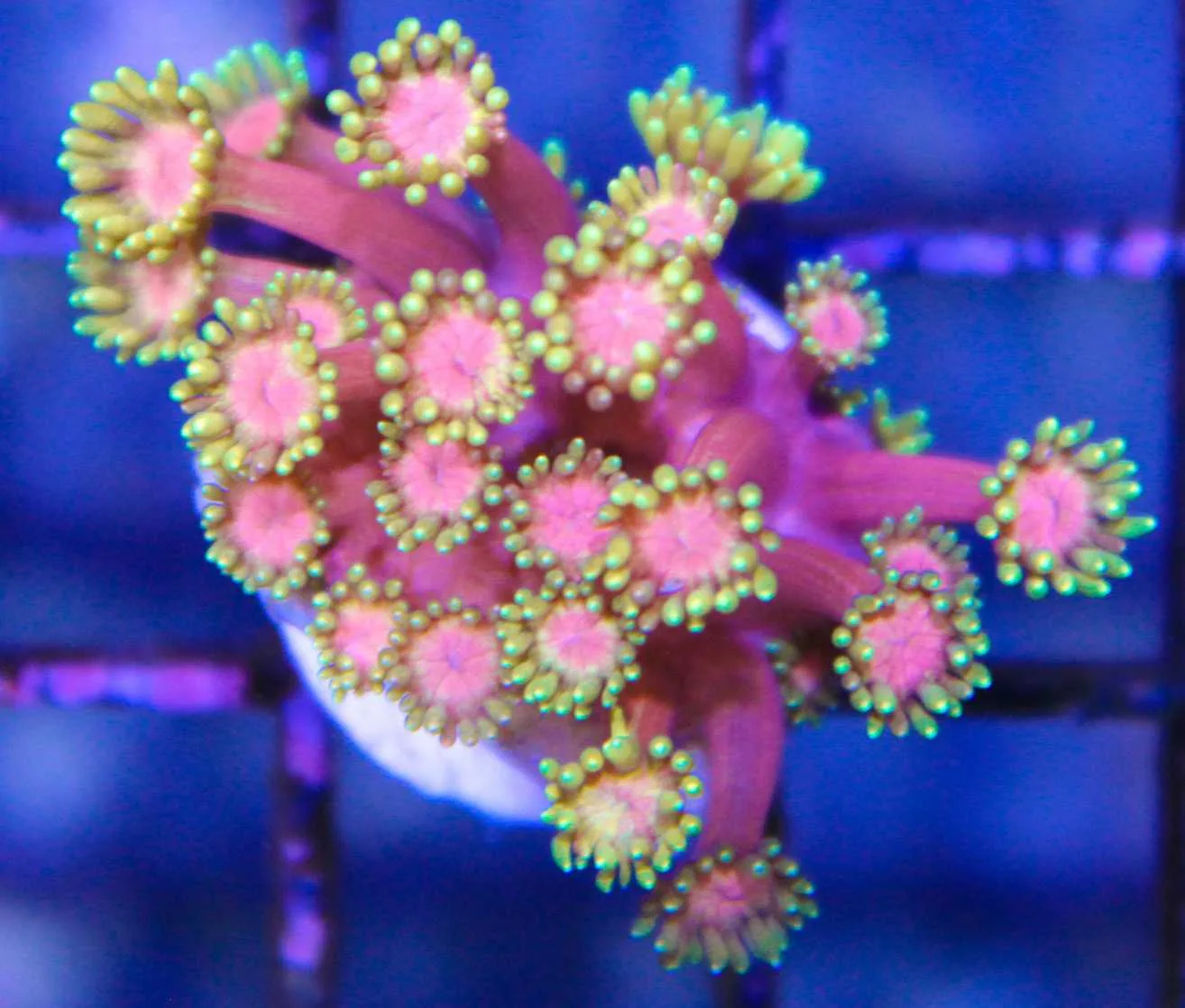 Rainbow Gonipora Frag Rainbow Gonipora Frag