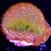 rainbow montipora