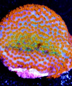rainbow montipora