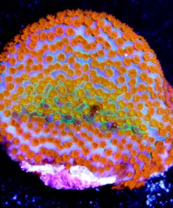 rainbow montipora