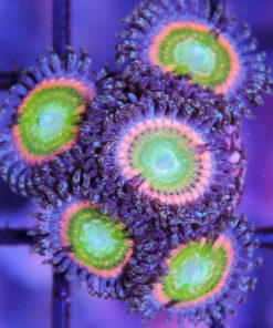 Skittle Zoa Frag