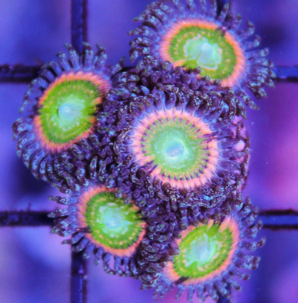 Skittle Zoa Frag