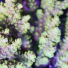 Yellow Acropora