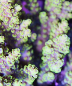 Yellow Acropora