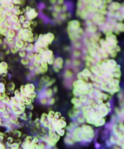 Yellow Acropora