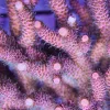 Pink Millepora