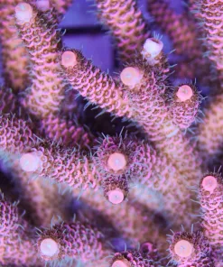 Pink Millepora