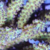 Grapevine Acropora