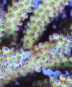 Grapevine Acropora