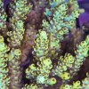 Sabertooth Acropora