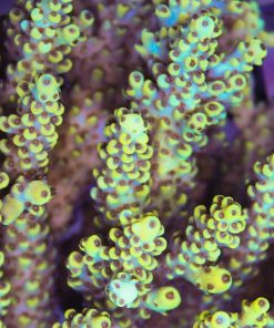 Sabertooth Acropora