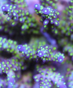 Bonsai Acropora
