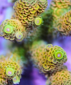 Ultra Sunset Millepora