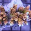 Orange Rainbow Millepora