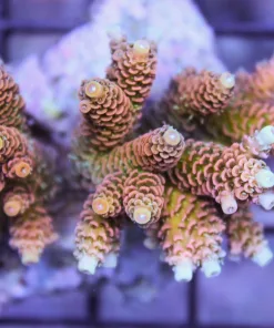 Orange Rainbow Millepora