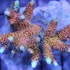 Rainbow Millepora