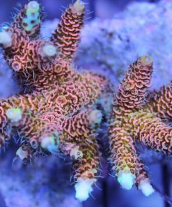 Rainbow Millepora