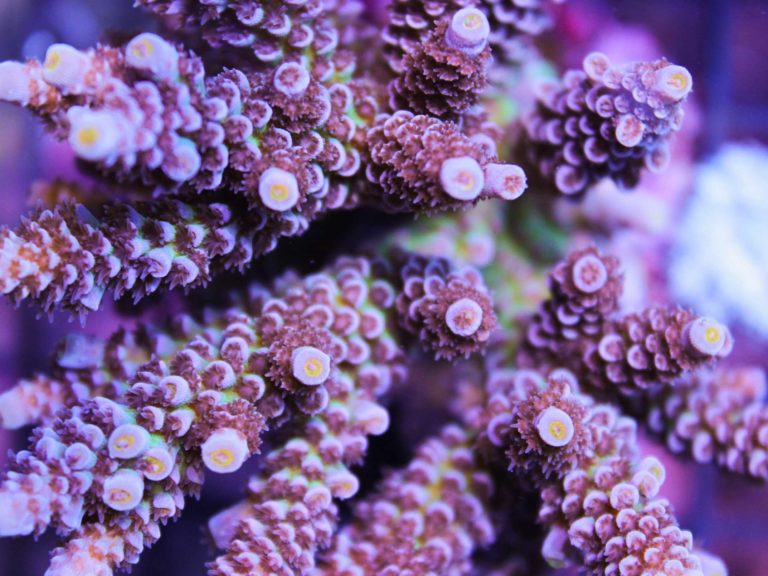 Ice Storm Tenuis Acropora Coral - Mini Colony