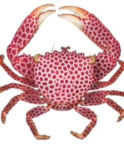 Polkadot Acro Crab