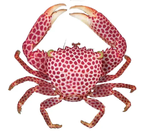 Polkadot Acro Crab (Trapezia Pocillopora) - Acropora Dwelling Crab