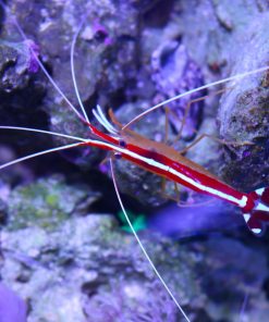 Scarlet Skunk Cleaner Shrimp