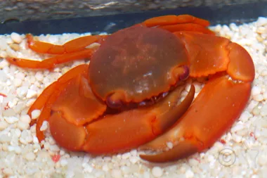 Coral Crab