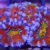 Rainbow acanastrea frag
