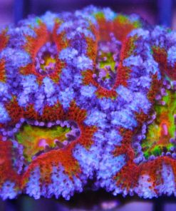 Rainbow acanastrea frag