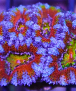 Rainbow acanastrea frag