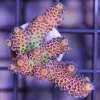 Rainbow millepora frag