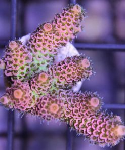 Rainbow millepora frag