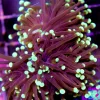 Black Torch Coral
