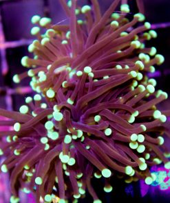 Black Torch Coral