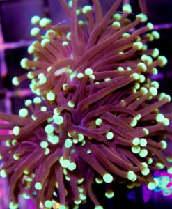 Black Torch Coral
