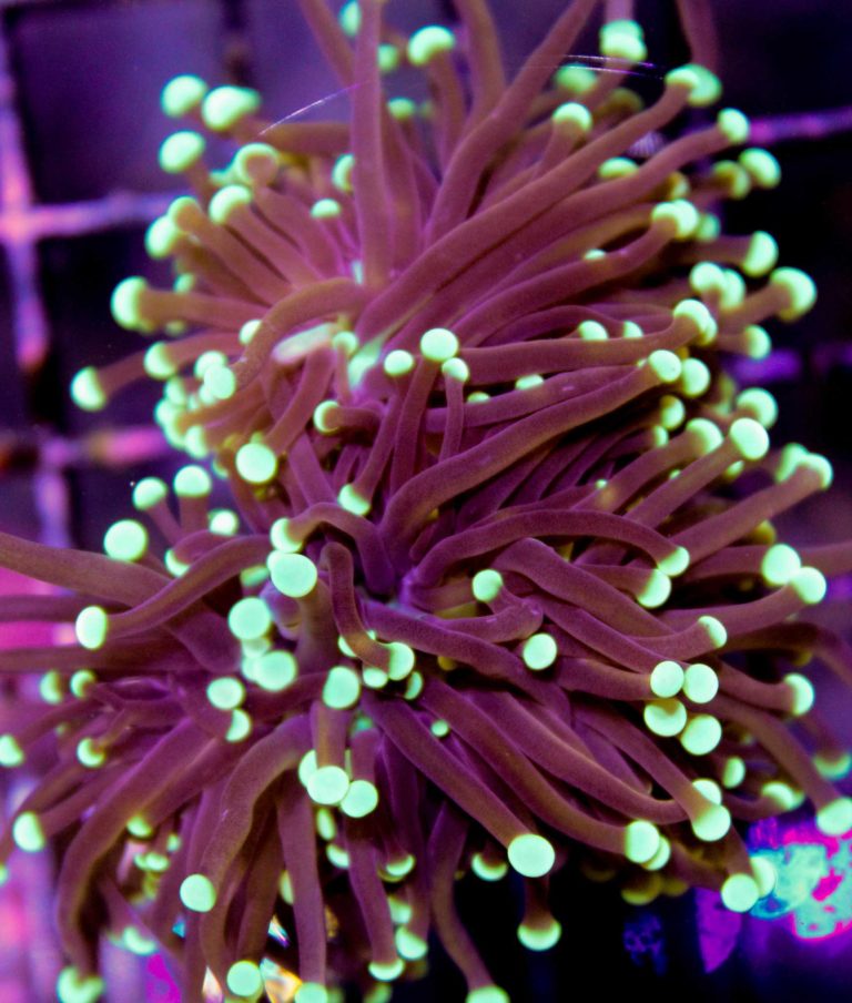 Black Torch Coral Frag Box Corals