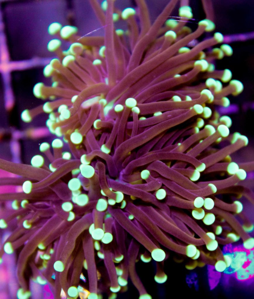 Black Torch Coral