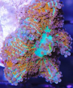 Ultra Yuma Coral