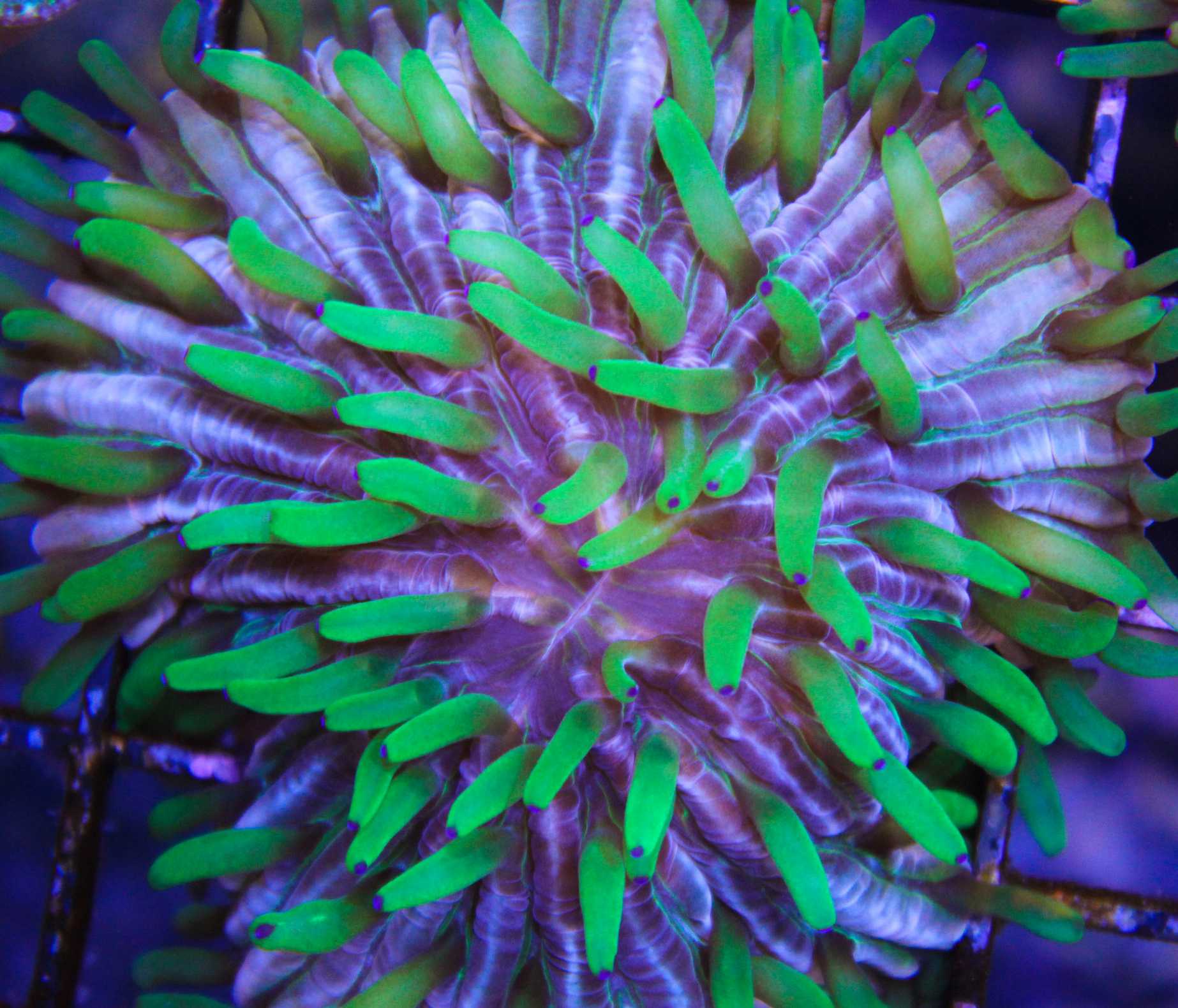 Crazy plate coral