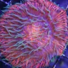 ultra plate coral