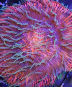 ultra plate coral