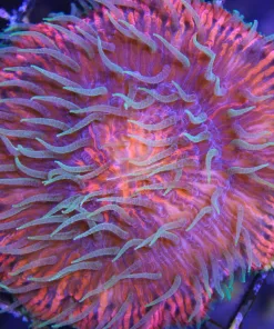 ultra plate coral