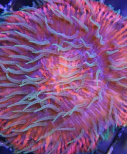 ultra plate coral